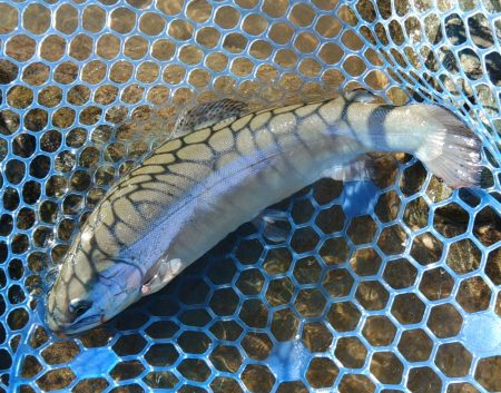 なかなか厳しい天竜川